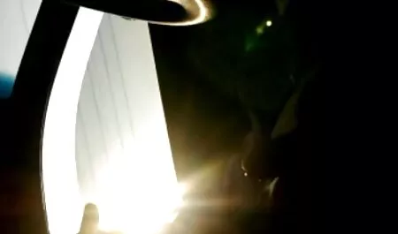 Con chó cái yên vị thoải mái trong phòng khách phim sec me va con re sạn